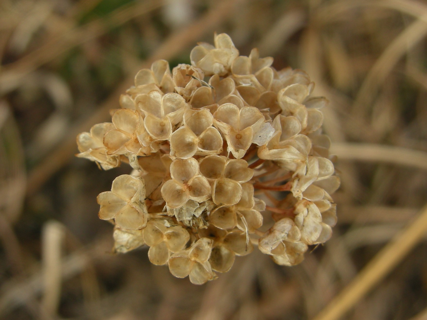 20．《ヤマラッキョウ（山辣韭）》 | ニッセイ緑の財団ニュース